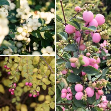 Collection of Snowberries - Symphorycarpos