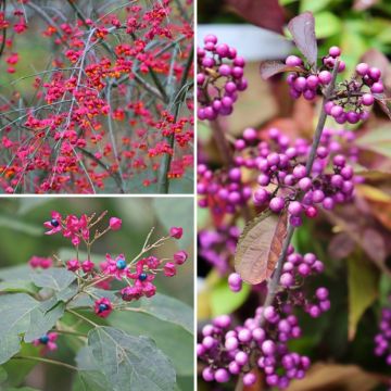 Collection of original decorative fruit bushes