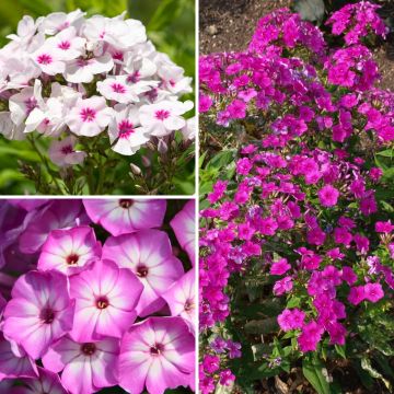 Collection of 3 dwarf Phlox paniculata
