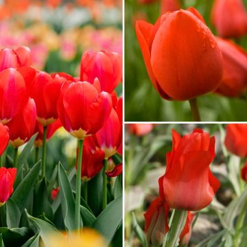 Two Months of Red Tulips Collection