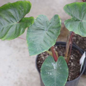 Colocasia Hawaiian Punch - Elephant Ears