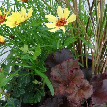 Joyful Plant Composition - collection of 4 young plants Joyful Plant Composition - collection of 4 young plants