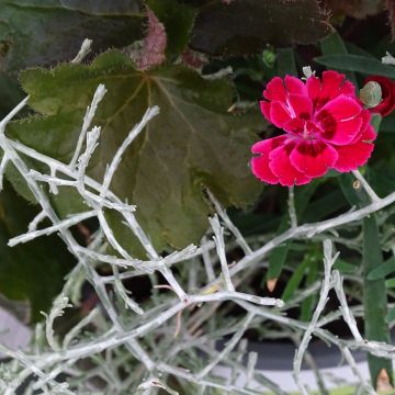 Morning Stroll Composition - Composition of 3 young plants