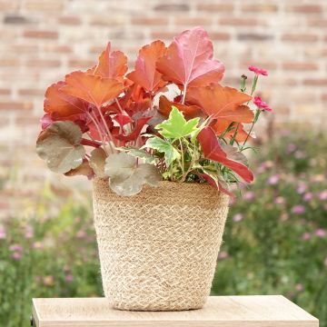 Composition Lucky Charm - composition de 3 plantes