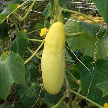 Cucumber Gele Tros - Cucumis sativus