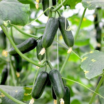Cucumber Hopeline F1