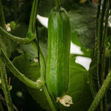 Cucumber Picolino F1 (organic)
