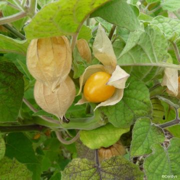 Physalis peruviana 'Fruttosa' - Cape gooseberry