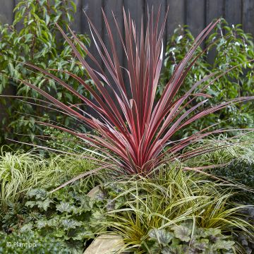 Cordyline australis Charlie boy - Cabbage Tree