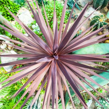 Cordyline australis seeds - Cabbage palm