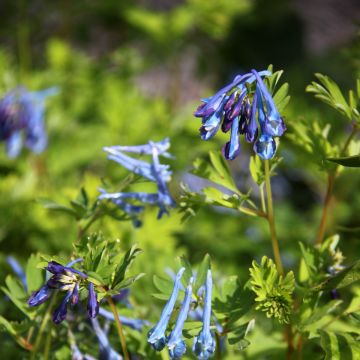 Corydalis elata Blue Summit