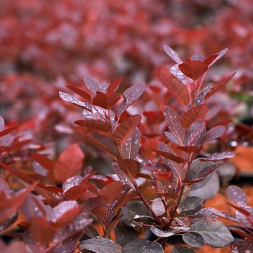Cotinus coggygria Magical Purple - Smoke Bush Cotinus coggygria Magical Purple - Smoke Bush