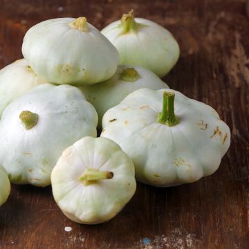 Pâtisson Croblan (courgette) - Vilmorin