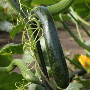 Climbing Courgette Ola Escaladora F1 - Cucurbita pepo