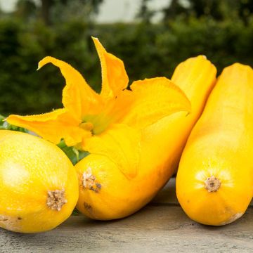 Courgette Ola Gabriella F1 - Cucurbita pepo