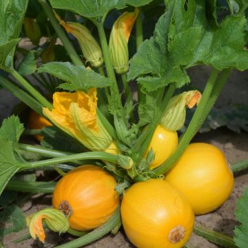 Courgette Midas F1 Courgette Midas F1