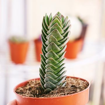 Crassula pyramidalis × C. perfoliata var. falcata 'Buddha's Temple' - Crassula Temple de Bouddha
