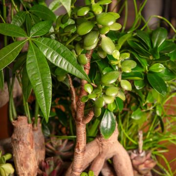 Jade plant - Crassula ovata