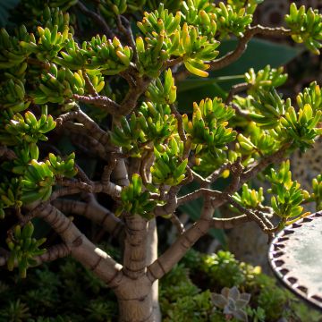 Crassula ovata Gollum - Jade plant