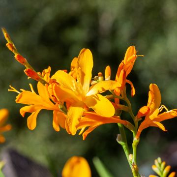 Crocosmia crocosmiiflora Disco Dancer® - Montbretia