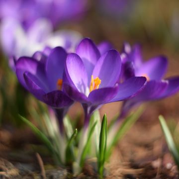 Crocus tommasinianus Blue Ocean - Crocus de Tommasini Blue Ocean