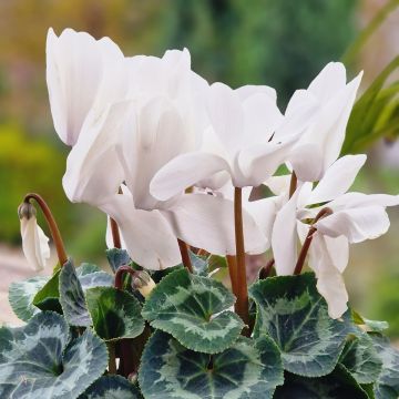 White Persian Cyclamen - Cyclamen persicum White Persian Cyclamen - Cyclamen persicum