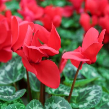 Red Persian Cyclamen - Cyclamen persicum Red Persian Cyclamen - Cyclamen persicum