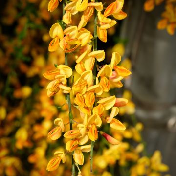 Cytisus scoparius Apricot Gem Cytisus scoparius Apricot Gem