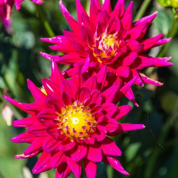 Dahlia Karma Purple Corona