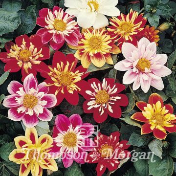 Dahlia Collarette Dandy Dahlia Collarette Dandy
