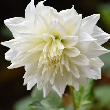 Dahlia Snowbound Dahlia Snowbound