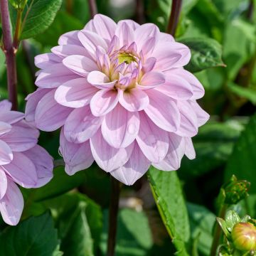 Dahlia Sweet Surprise