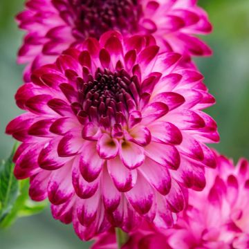 Dahlia Little Robert