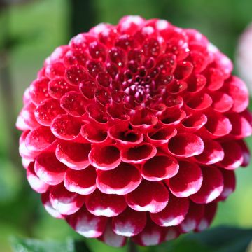 Dahlia Little William