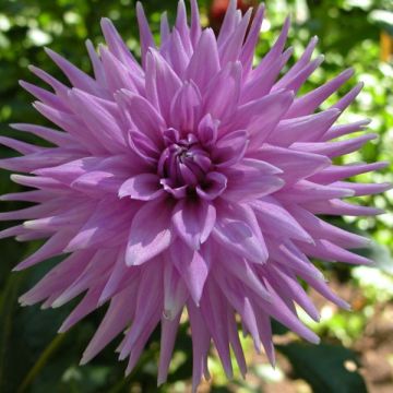 Dahlia Worton Blue Streak