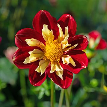 Dahlia Impression Festivo Dahlia Impression Festivo