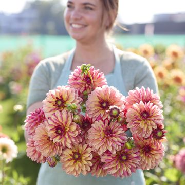 Dahlia Madame Antoinette
