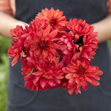 Dahlia Parc Floral de Paris