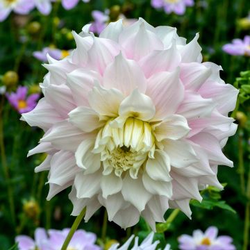Dahlia Gitts Perfection Dahlia Gitts Perfection
