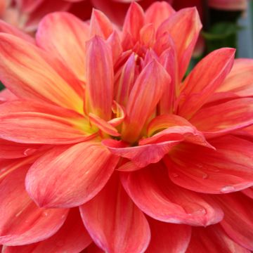 Dahlia Titan Lighthouse