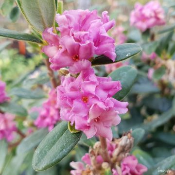 Daphne Sweetheart Daphne Sweetheart