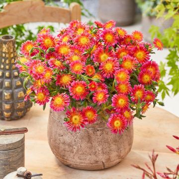 Delosperma nubigenum Ocean Sunset® Orange Glow 
