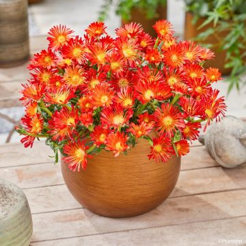 Delosperma Sunset® Orange Vibe -Ice plant