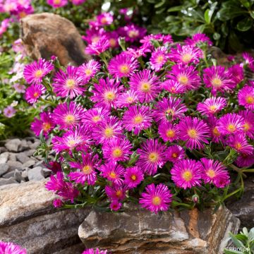 Delosperma Ocean Sunset® Violet - Ice plant