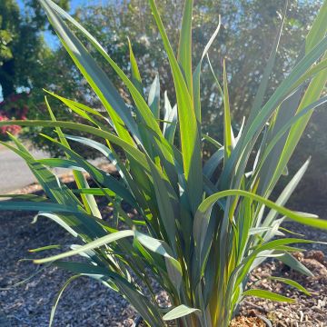 Dianella revoluta Clarity Blue - Flax lily