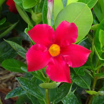 Dipladenia x hybrida Bella Compact Red