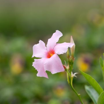 Mandevilla sanderi Diamantina Tourmaline Pink Mandevilla sanderi Diamantina Tourmaline Pink