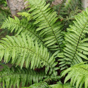 Dryopteris kuratae - Wood Fern