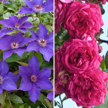 Abundance duo - Clematis Perle d'Azur and Rose Excelsa