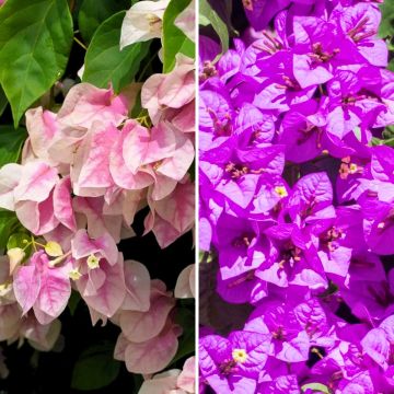Duo of Bougainvilleas - Paperflower